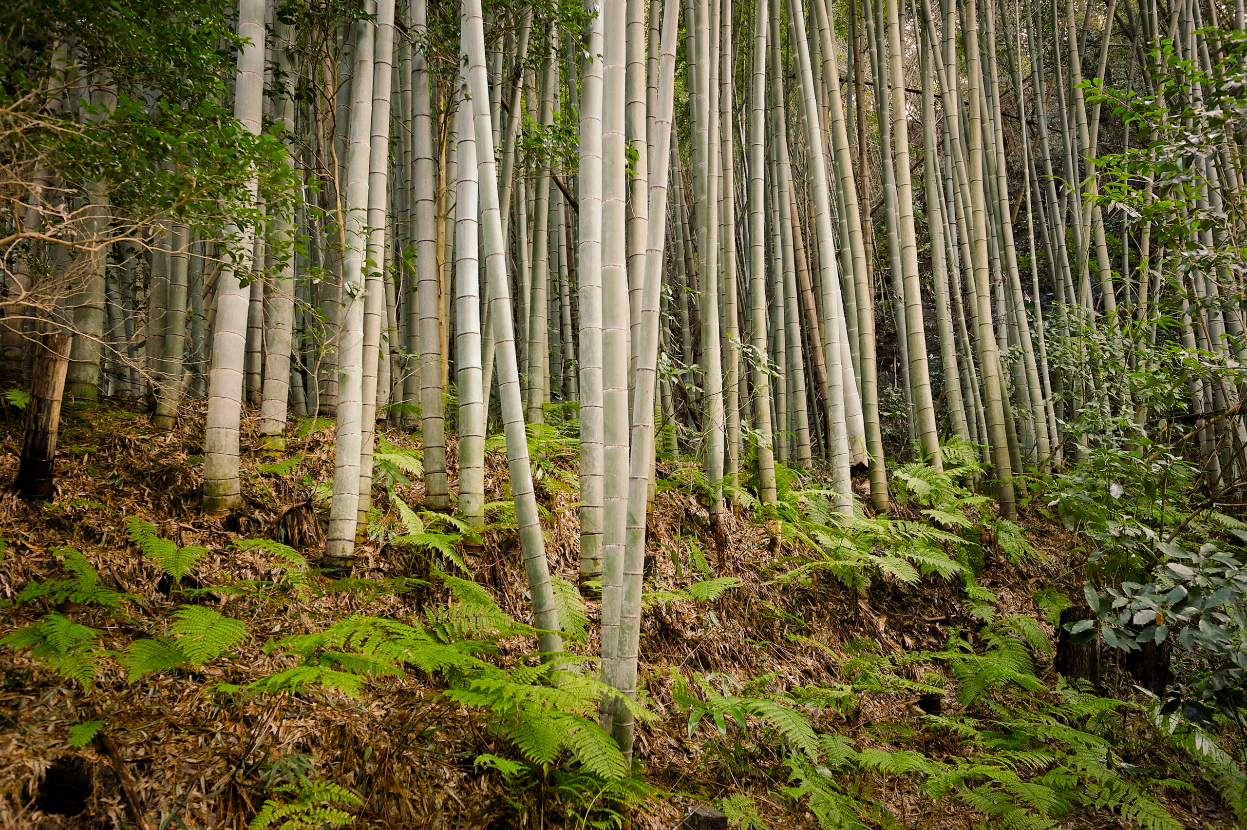 Chris Steinhauser, the founder of Daniel Webster Charter School in Long Beach, CA.